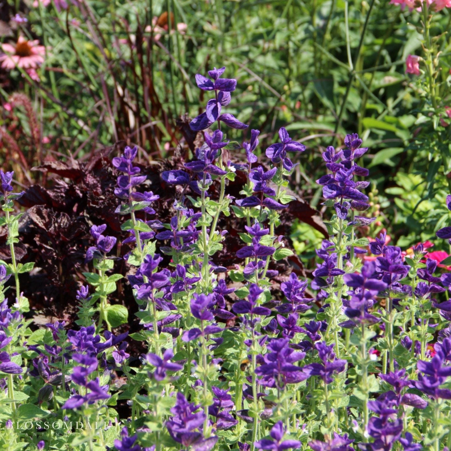Salvia Greggii 'Mesa Azure'