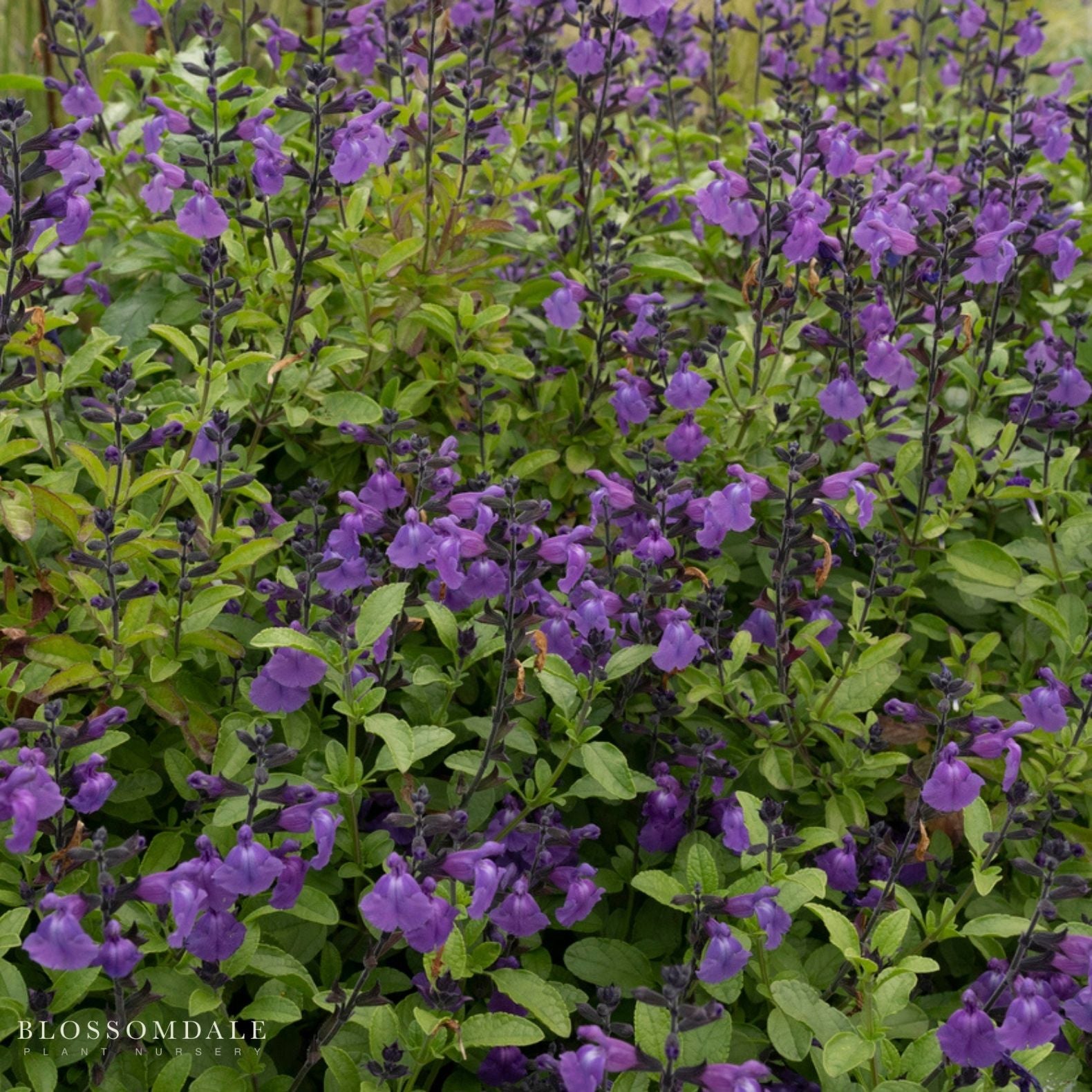 Salvia Greggii 'Mesa Azure'
