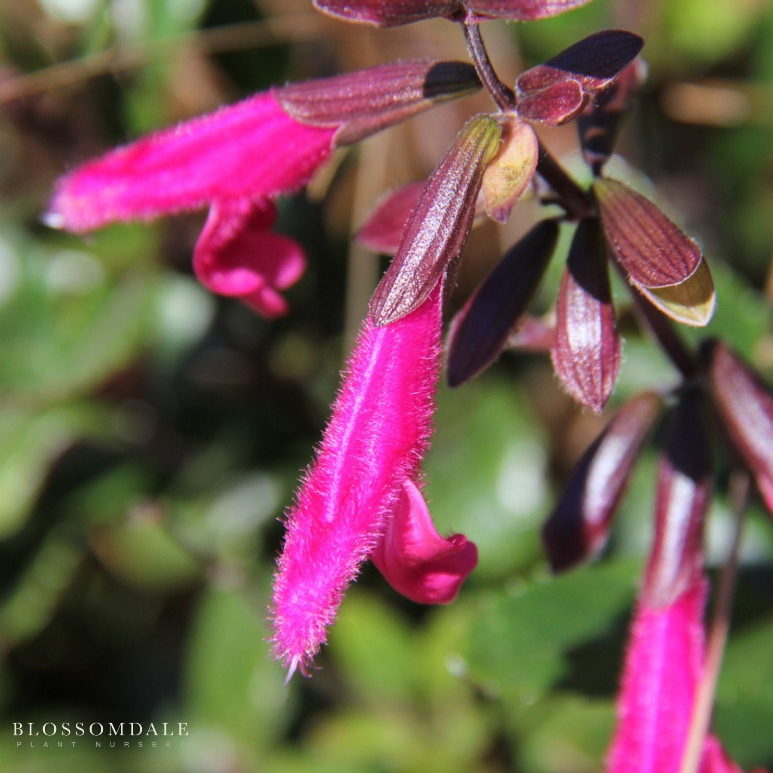 Salvia 'Wendy's Wish'