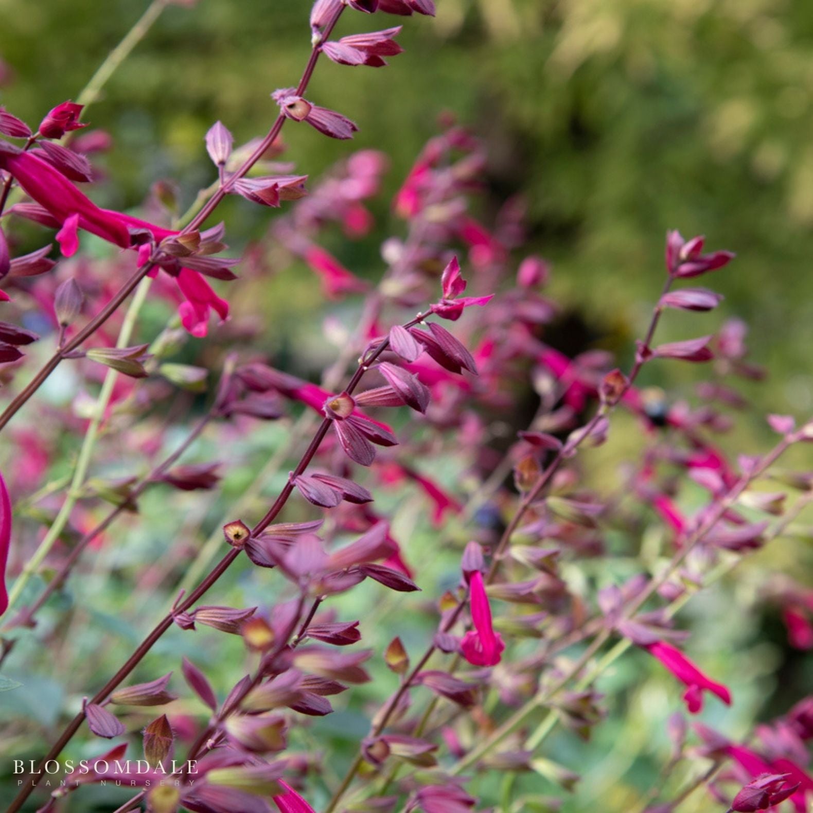 Salvia 'Wendy's Wish'