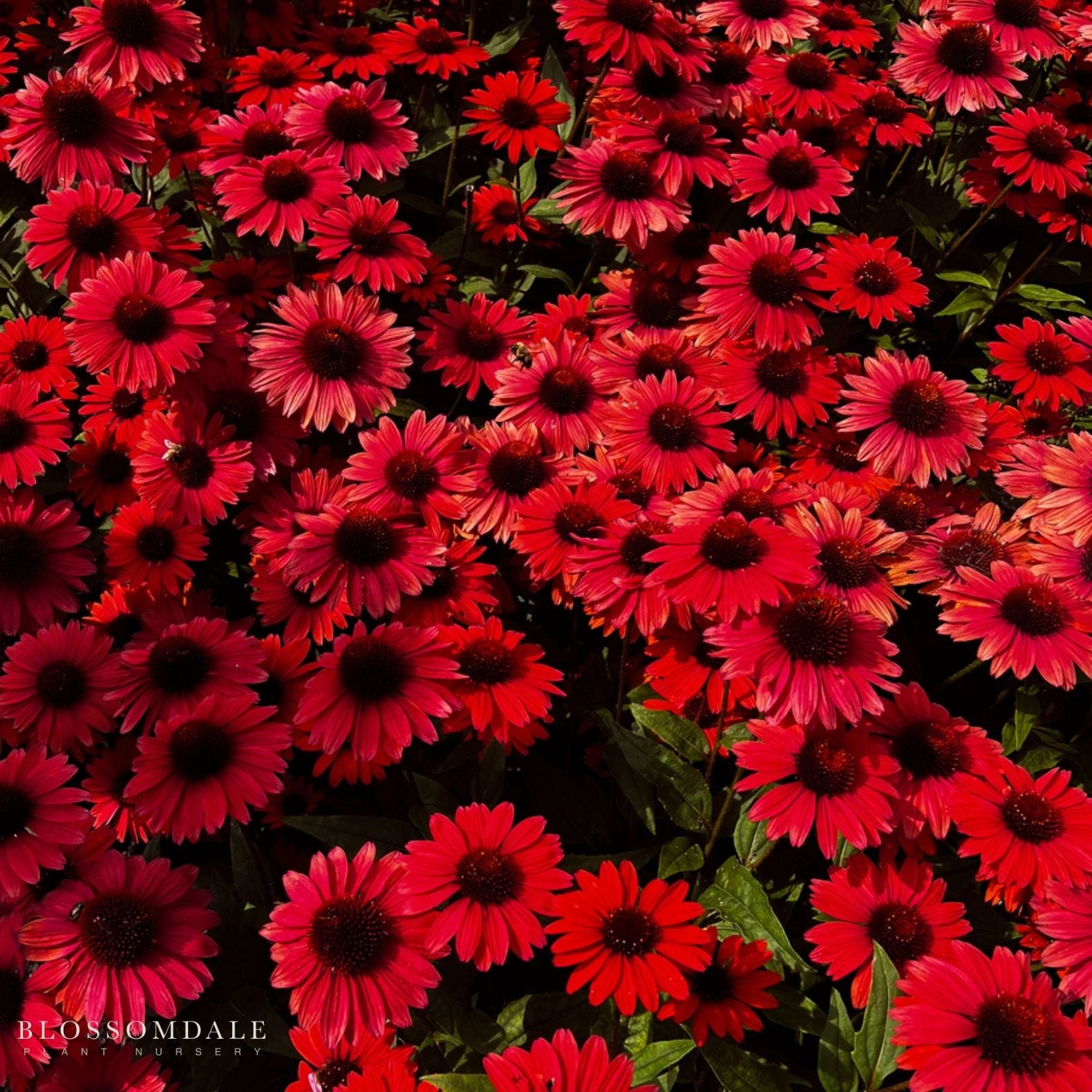 Echinacea Sombreo 'Baja Burgundy'
