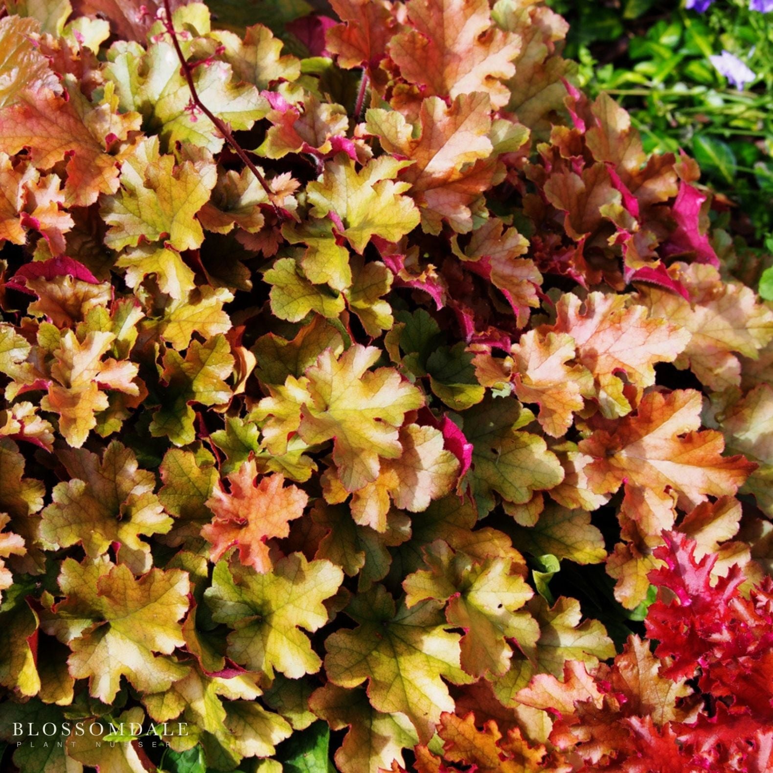 Heuchera 'Marmalade'