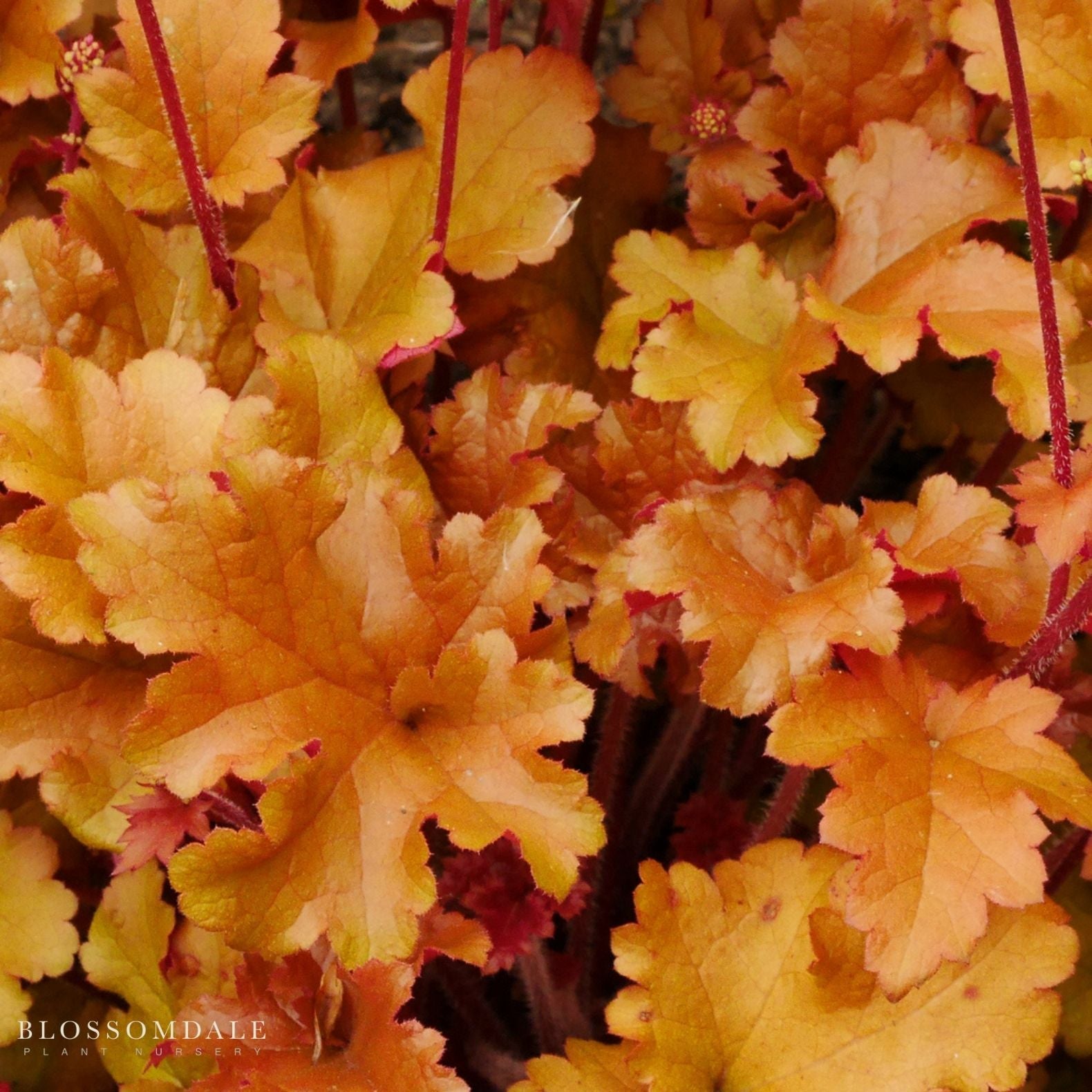Heuchera 'Marmalade'