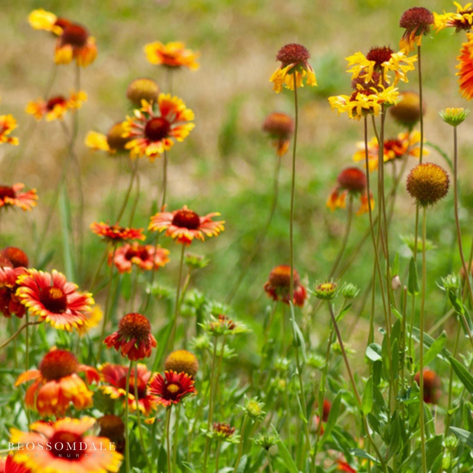 Gaillardia 'Arizona Sun'