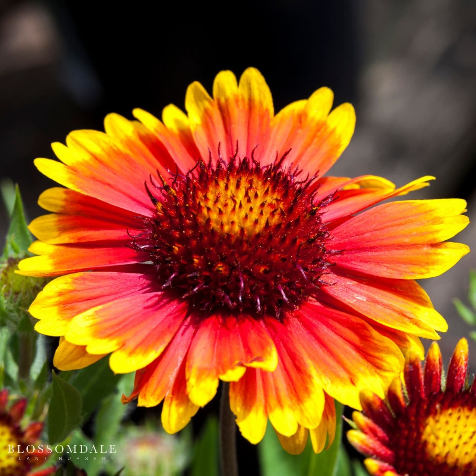 Gaillardia 'Arizona Sun'