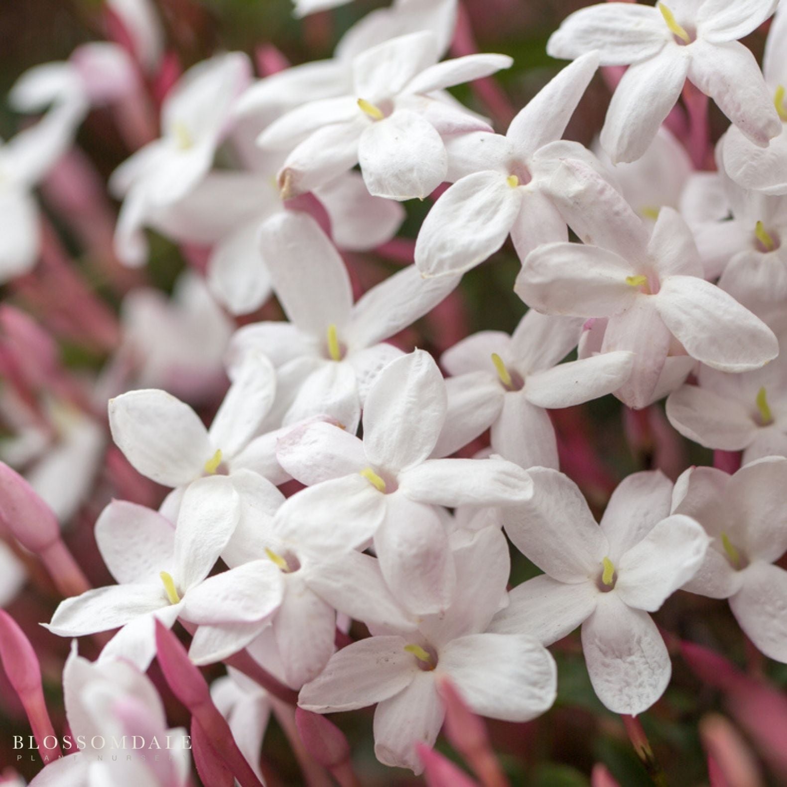 Jasminum Polyanthum