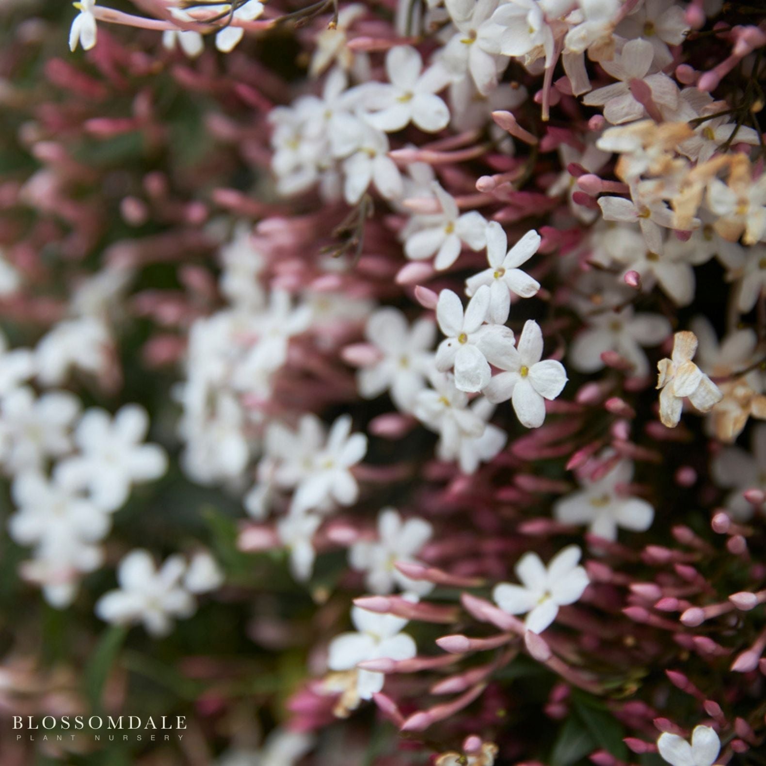 Jasminum Polyanthum
