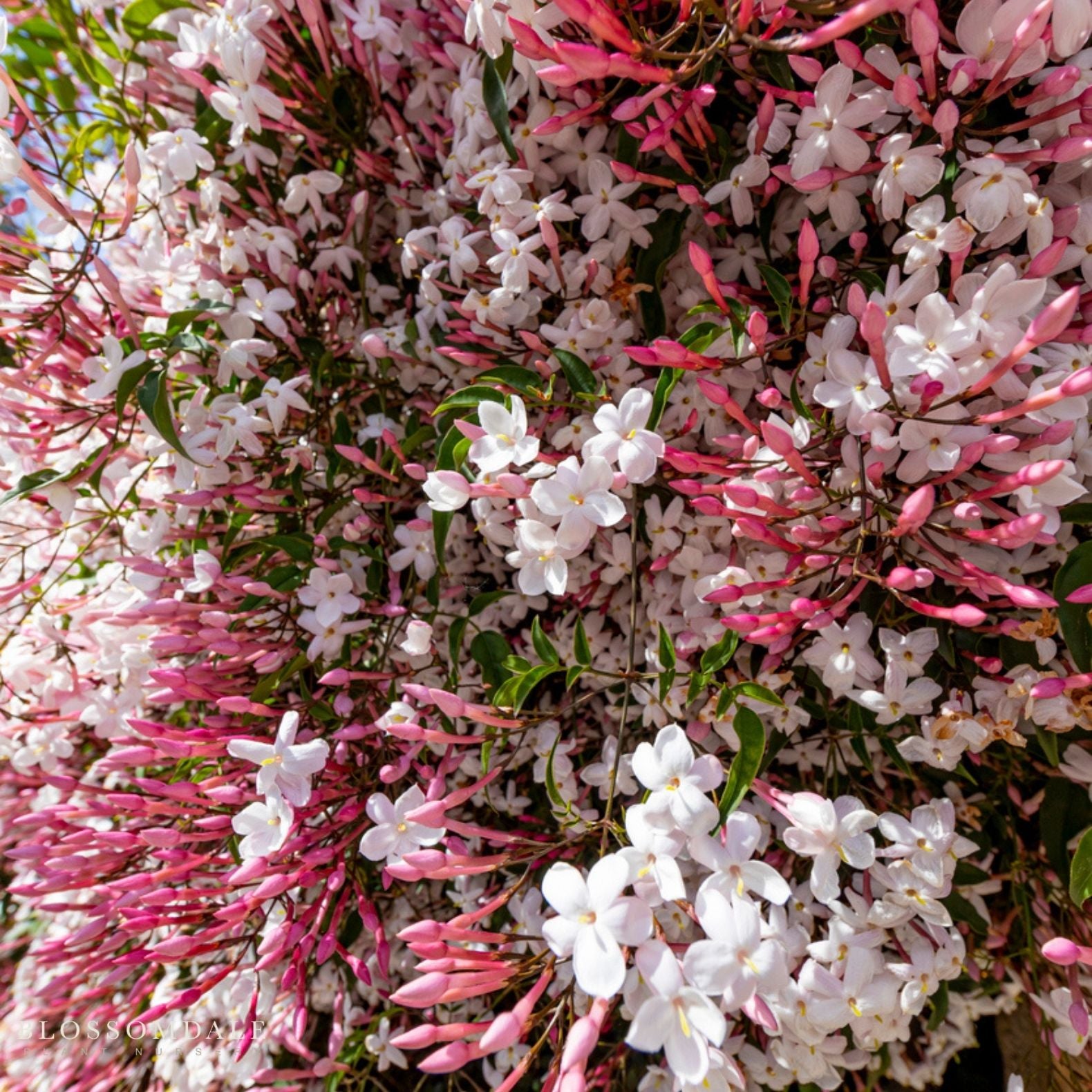 Jasminum Polyanthum