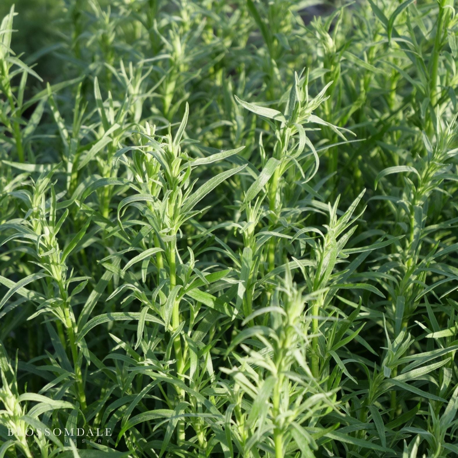The Classics - Herb Bundle