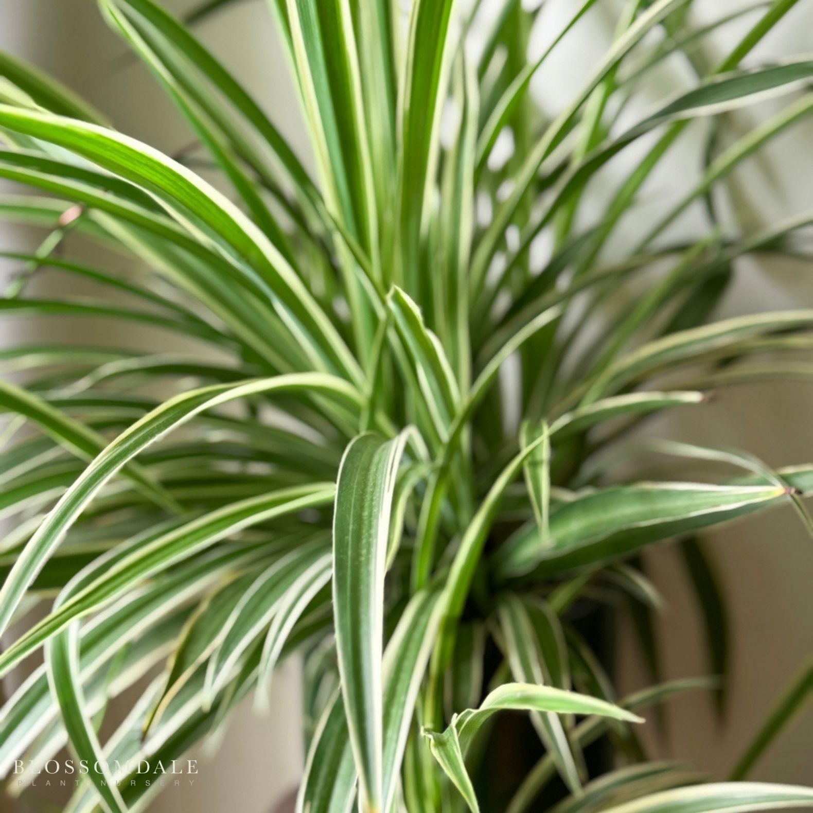 Spider plant