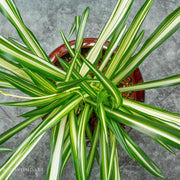 Variegated Spider Plant