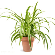 Spider plant