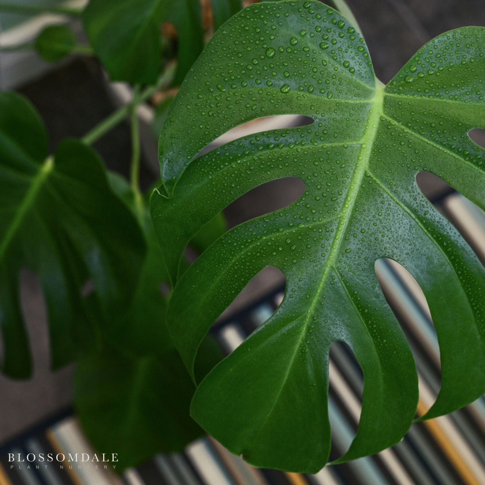 Monstera Deliciosa