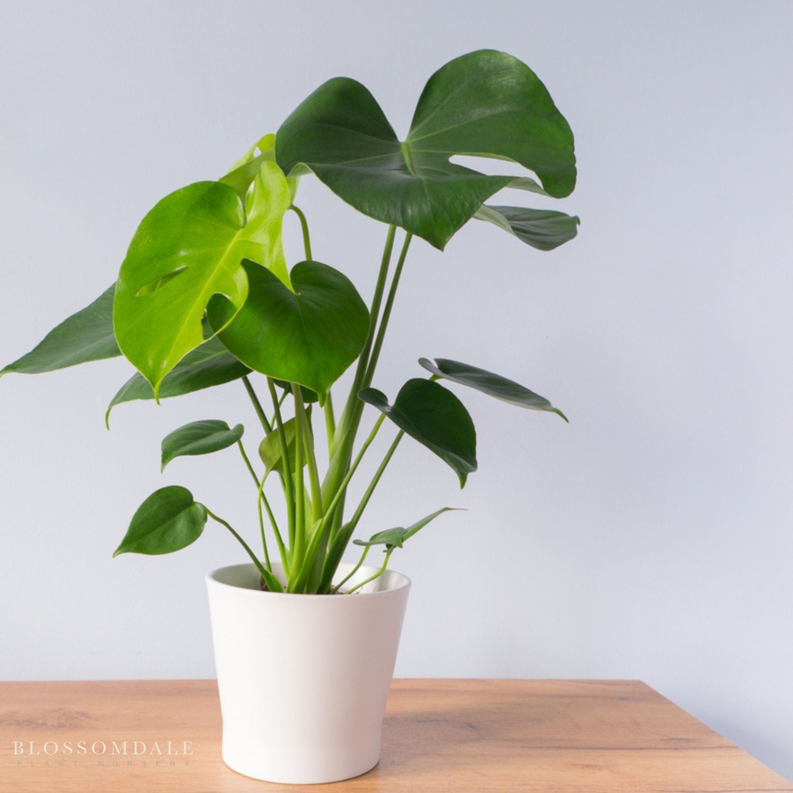 Monstera Deliciosa