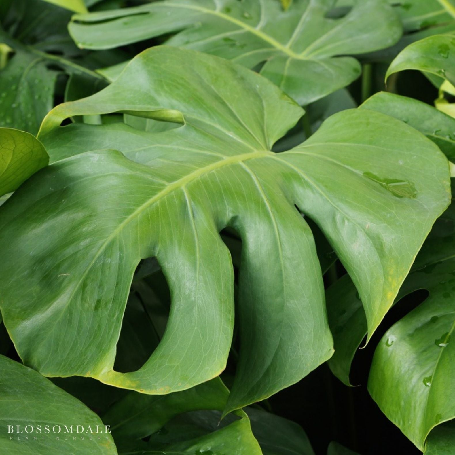 Monstera Deliciosa