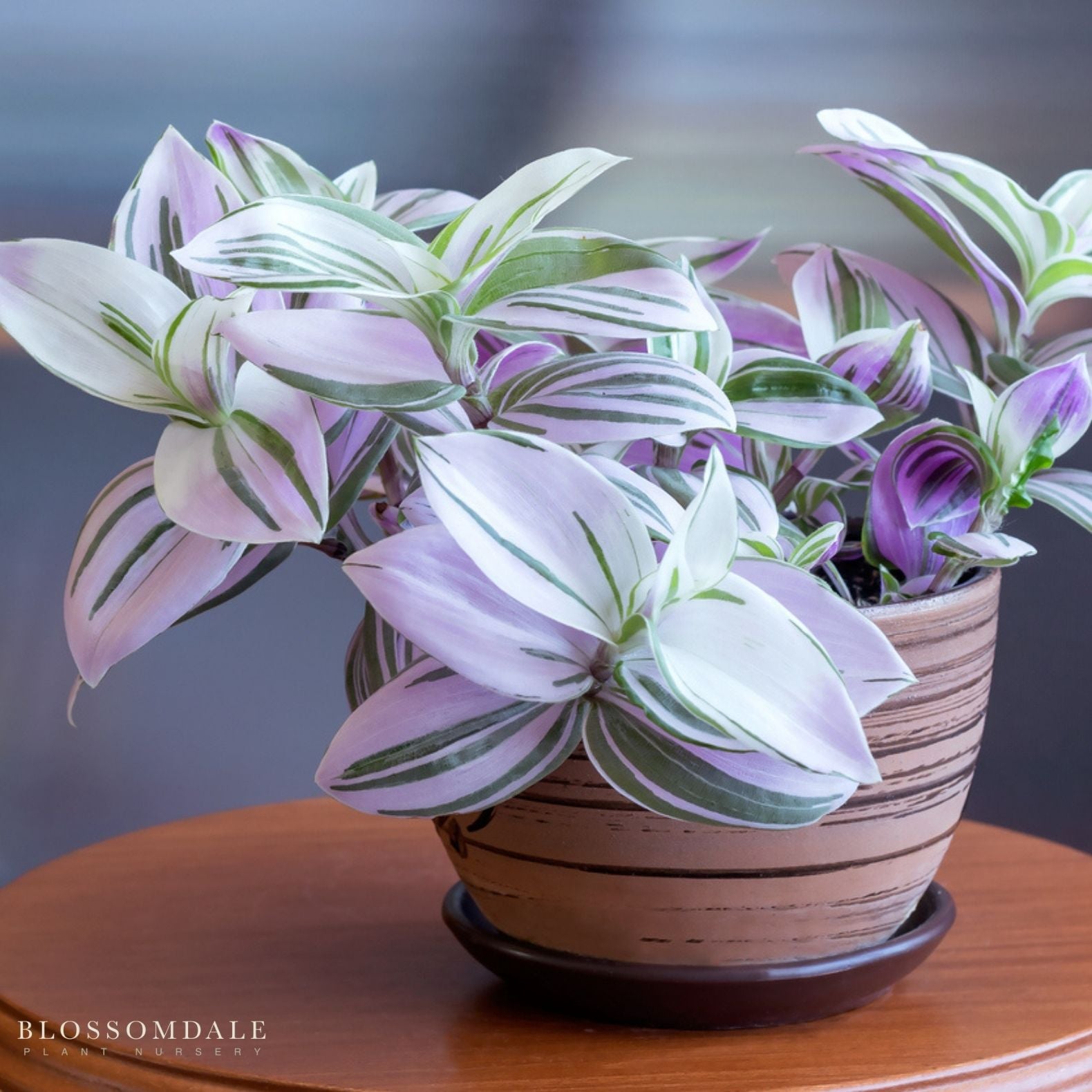 Tradescantia fluminensis ‘Nanouk’