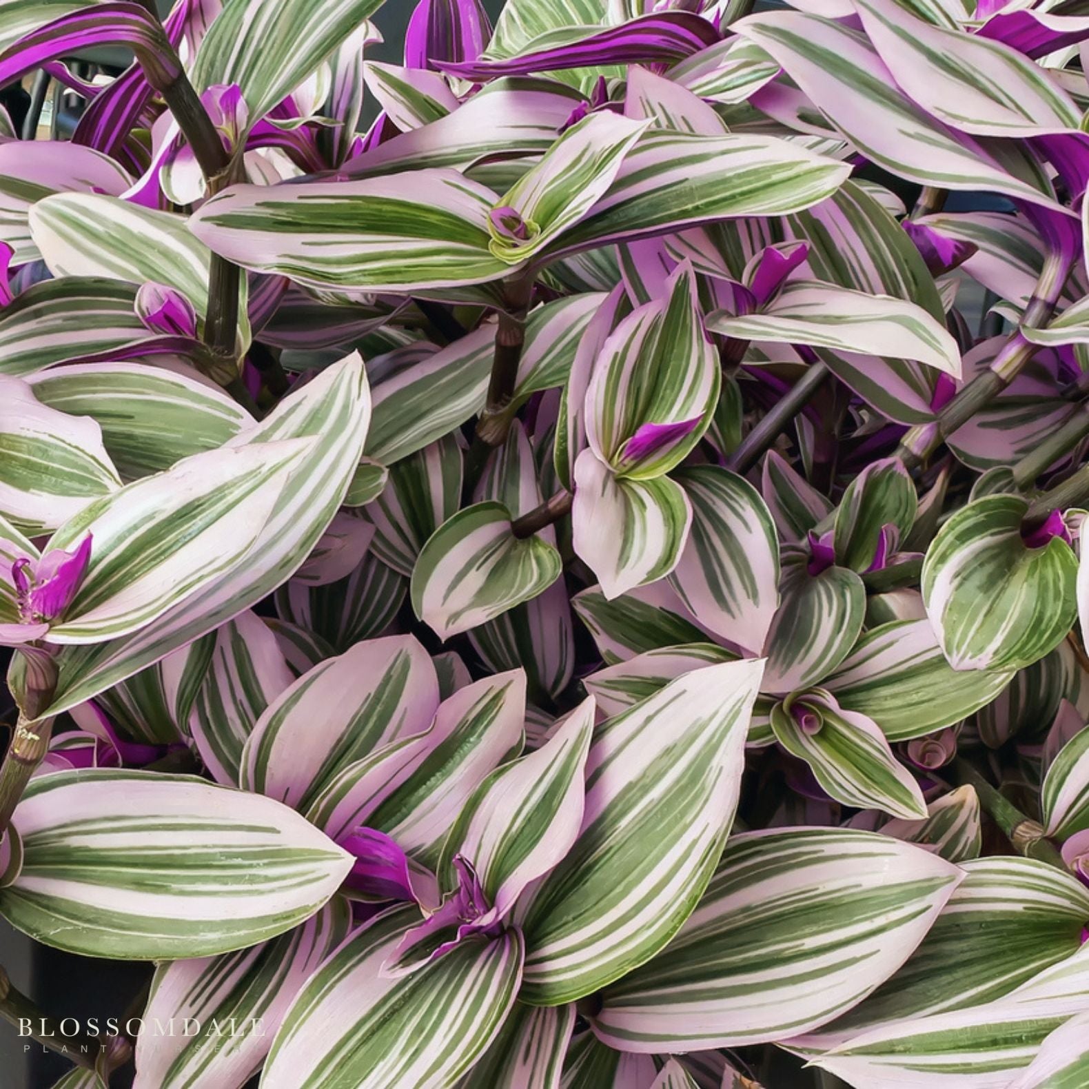 Tradescantia fluminensis ‘Nanouk’