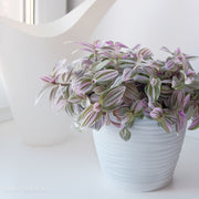 Tradescantia fluminensis ‘Nanouk’