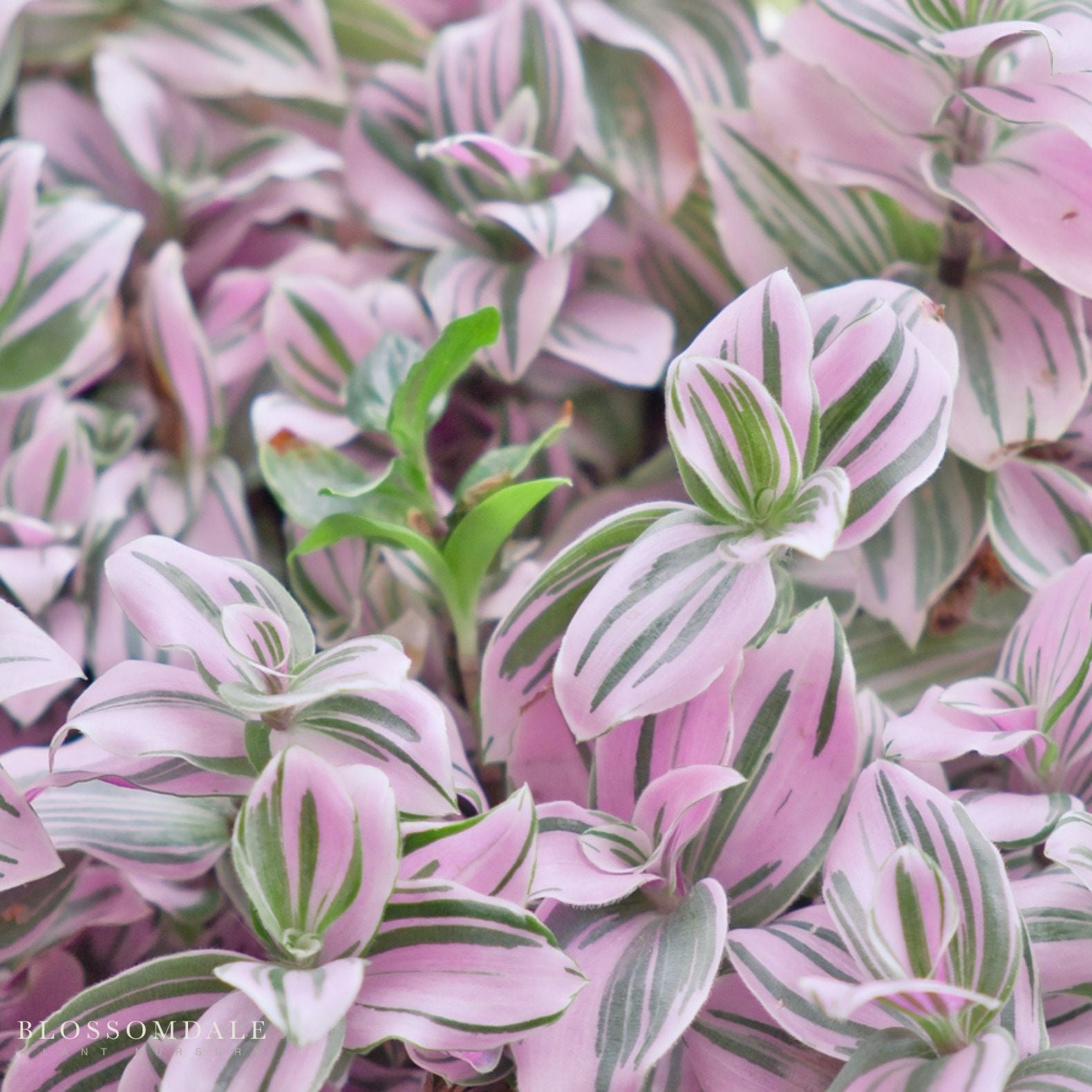 Tradescantia fluminensis ‘Nanouk’