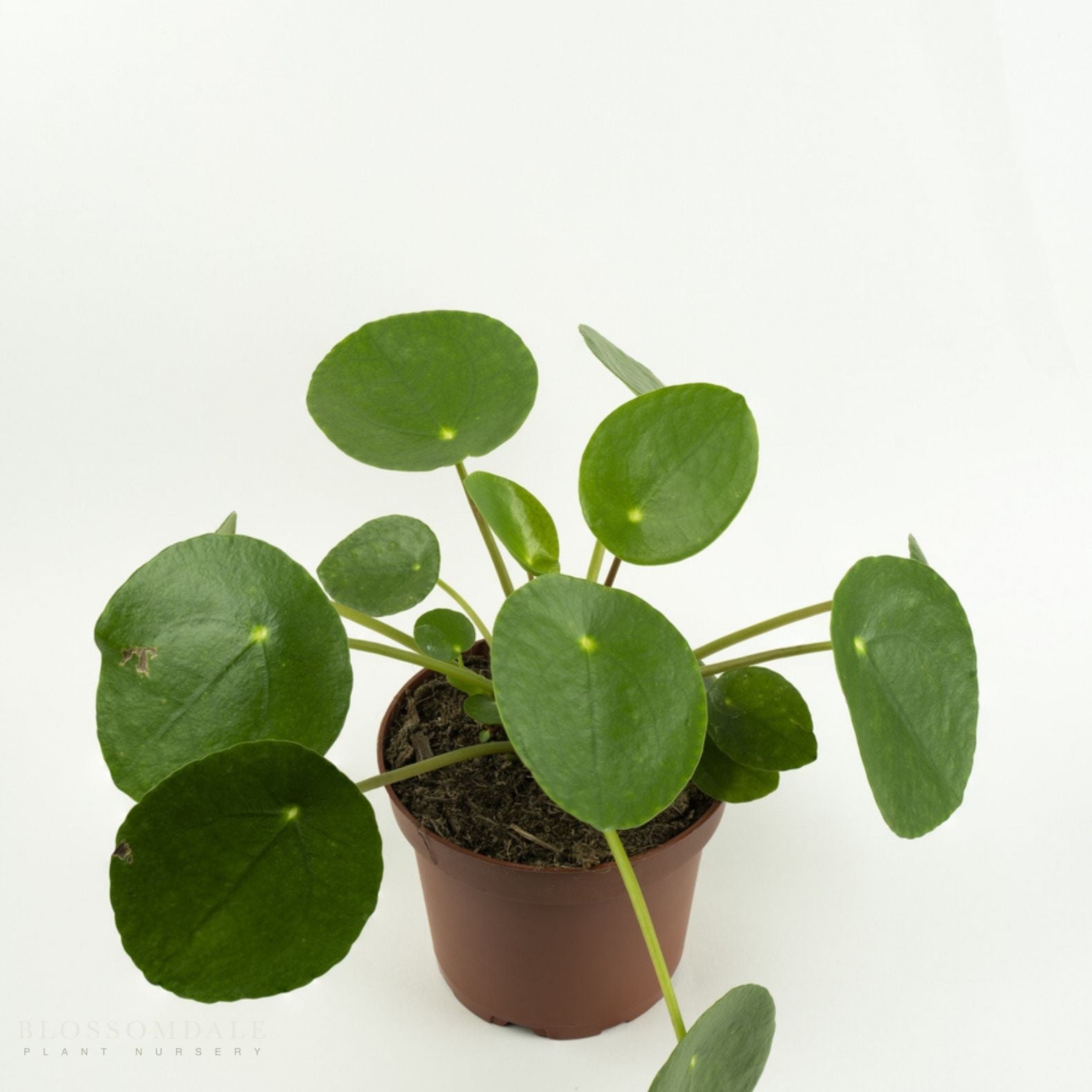 Pilea Peperomioides 'Chinese Money Plant'