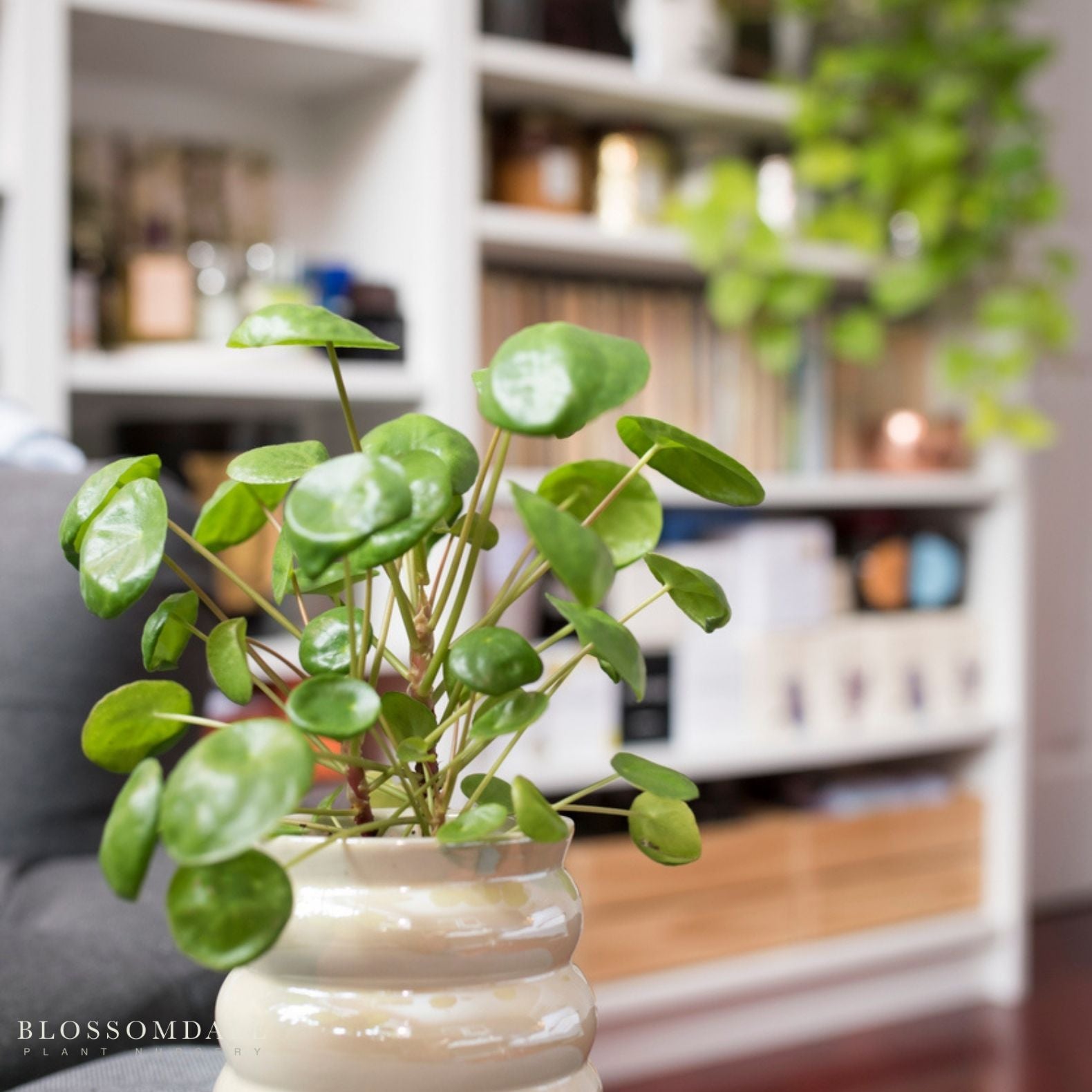 Pilea Peperomioides 'Chinese Money Plant'