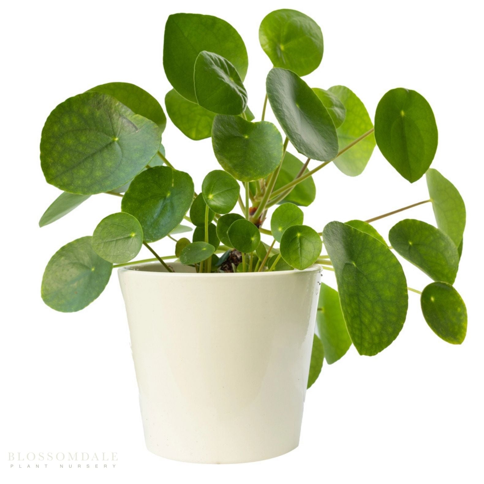 round leaf money tree Pilea Peperomioides 'Chinese Money Plant' - round-leafed houseplant