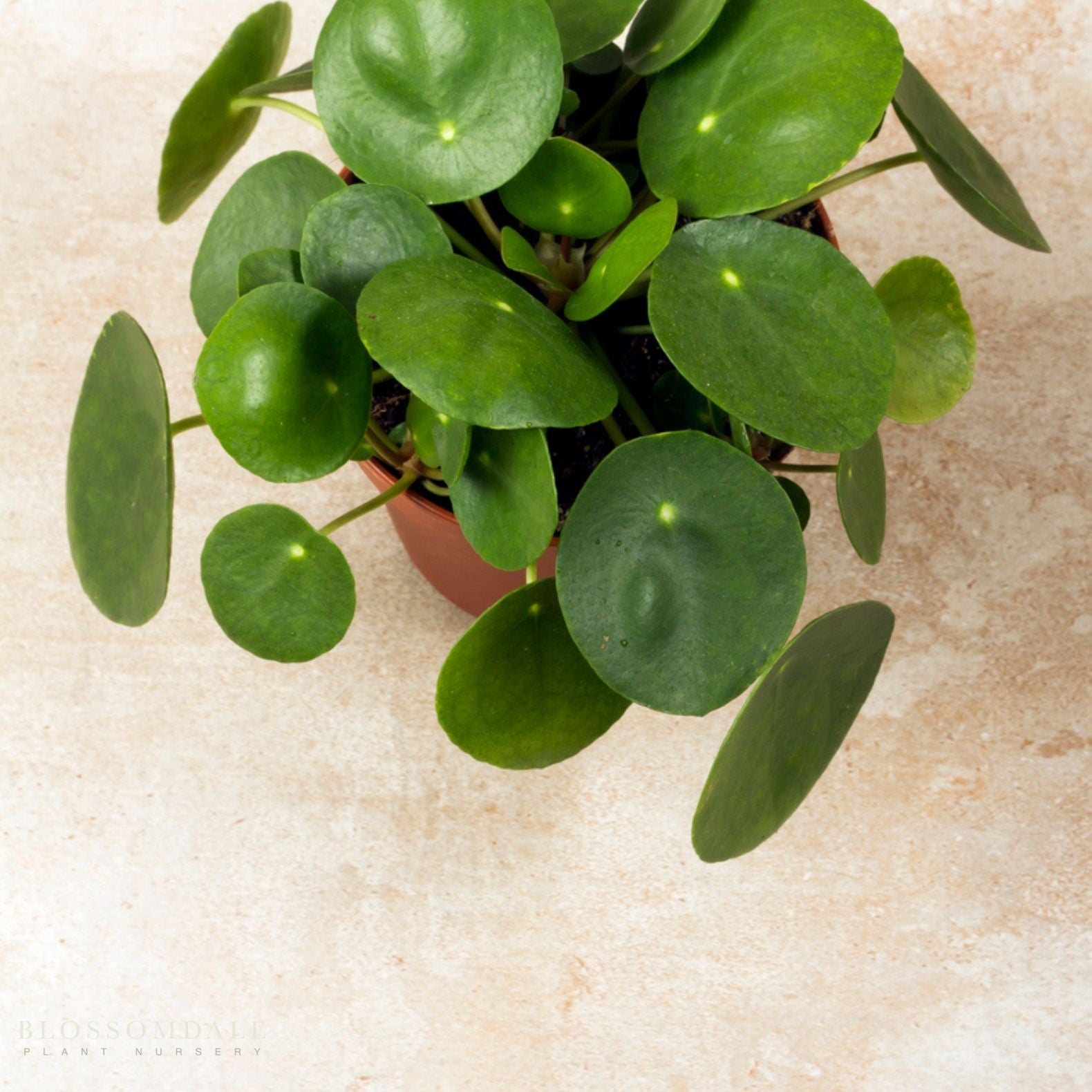 Pilea Peperomioides 'Chinese Money Plant'