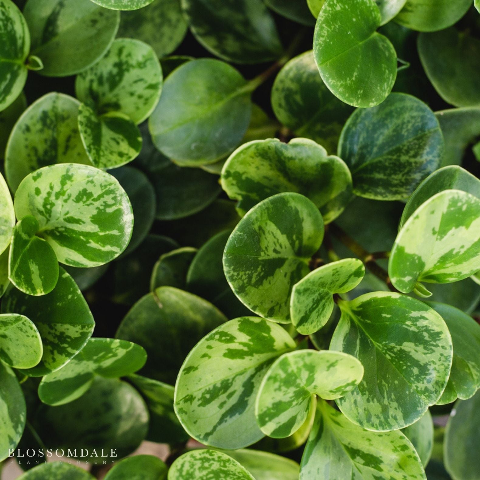Marble Peperomia