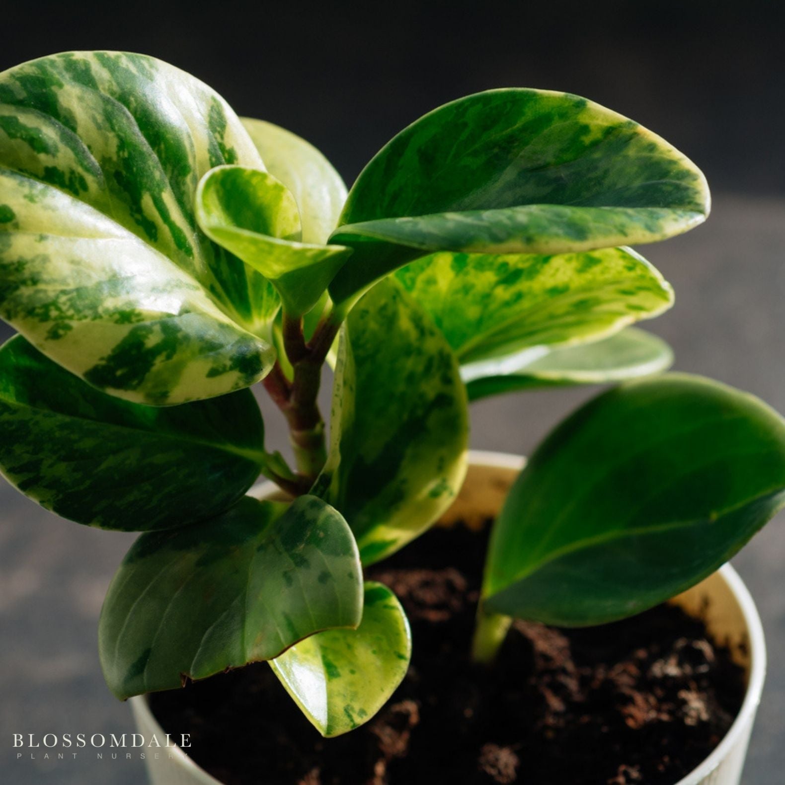 Marble Peperomia