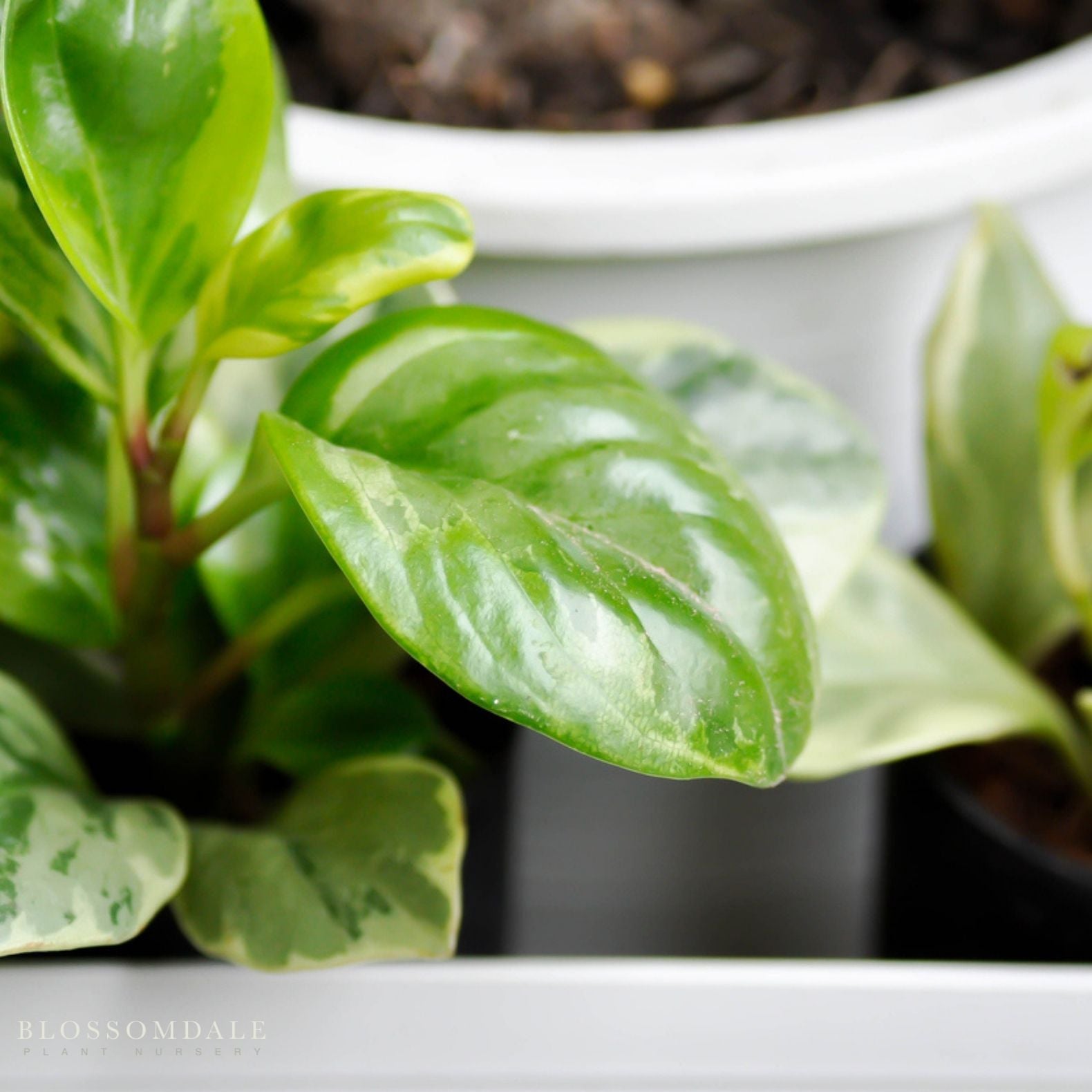 Marble Peperomia