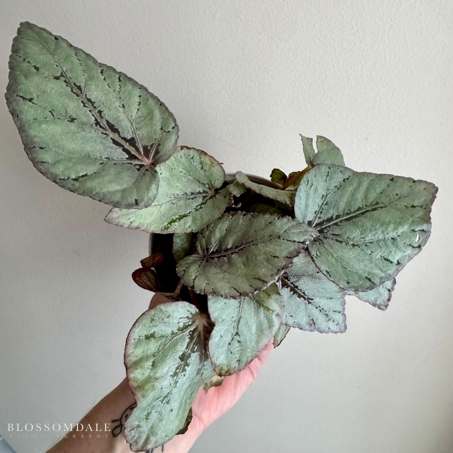 Begonia Rex