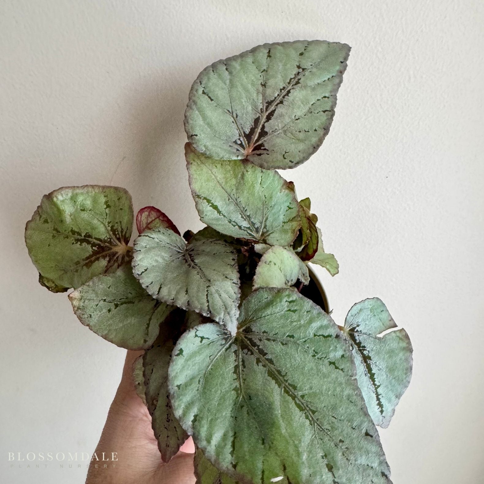 Begonia Rex