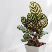 Calathea 'Makoyana'