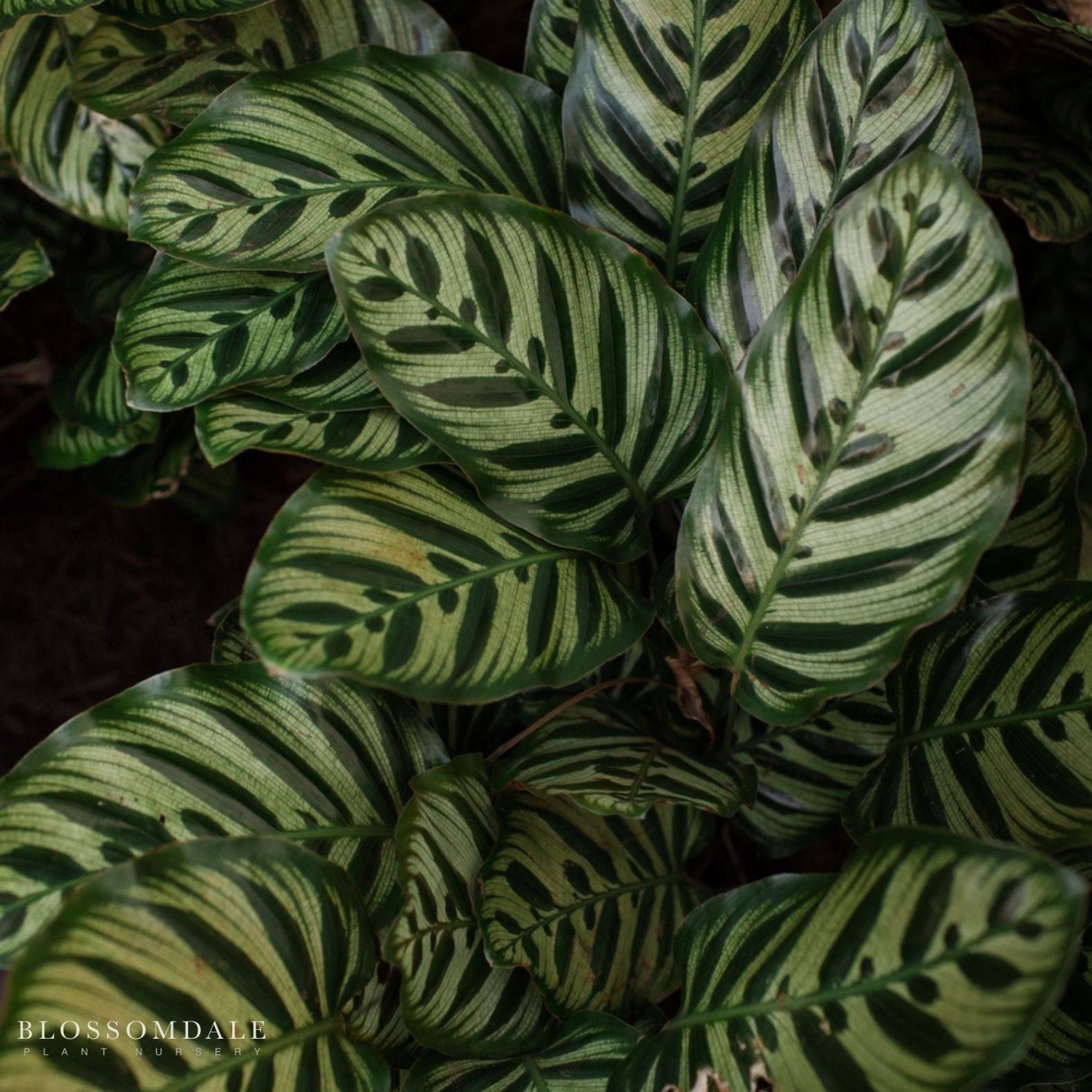 Calathea 'Makoyana'