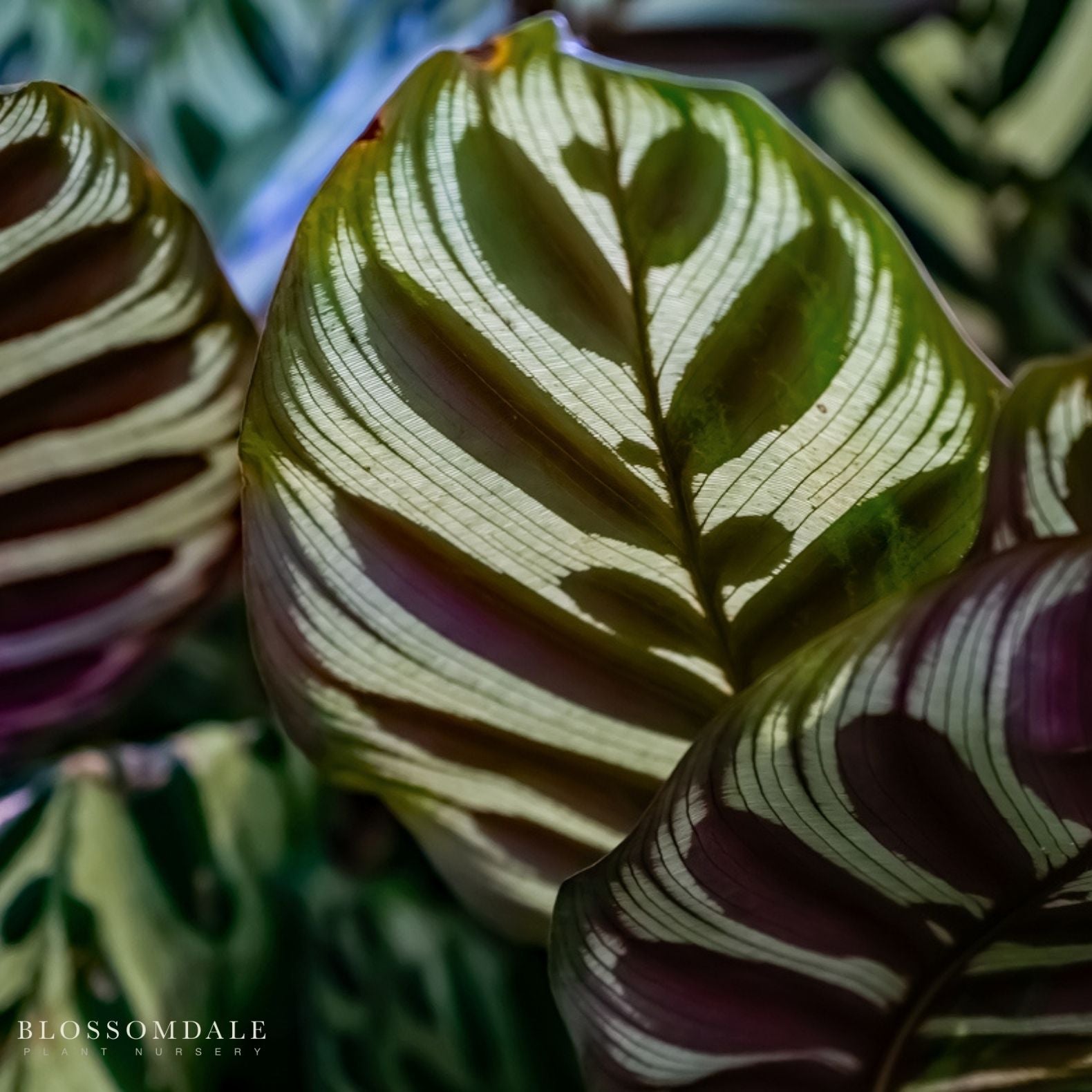 Calathea 'Makoyana'