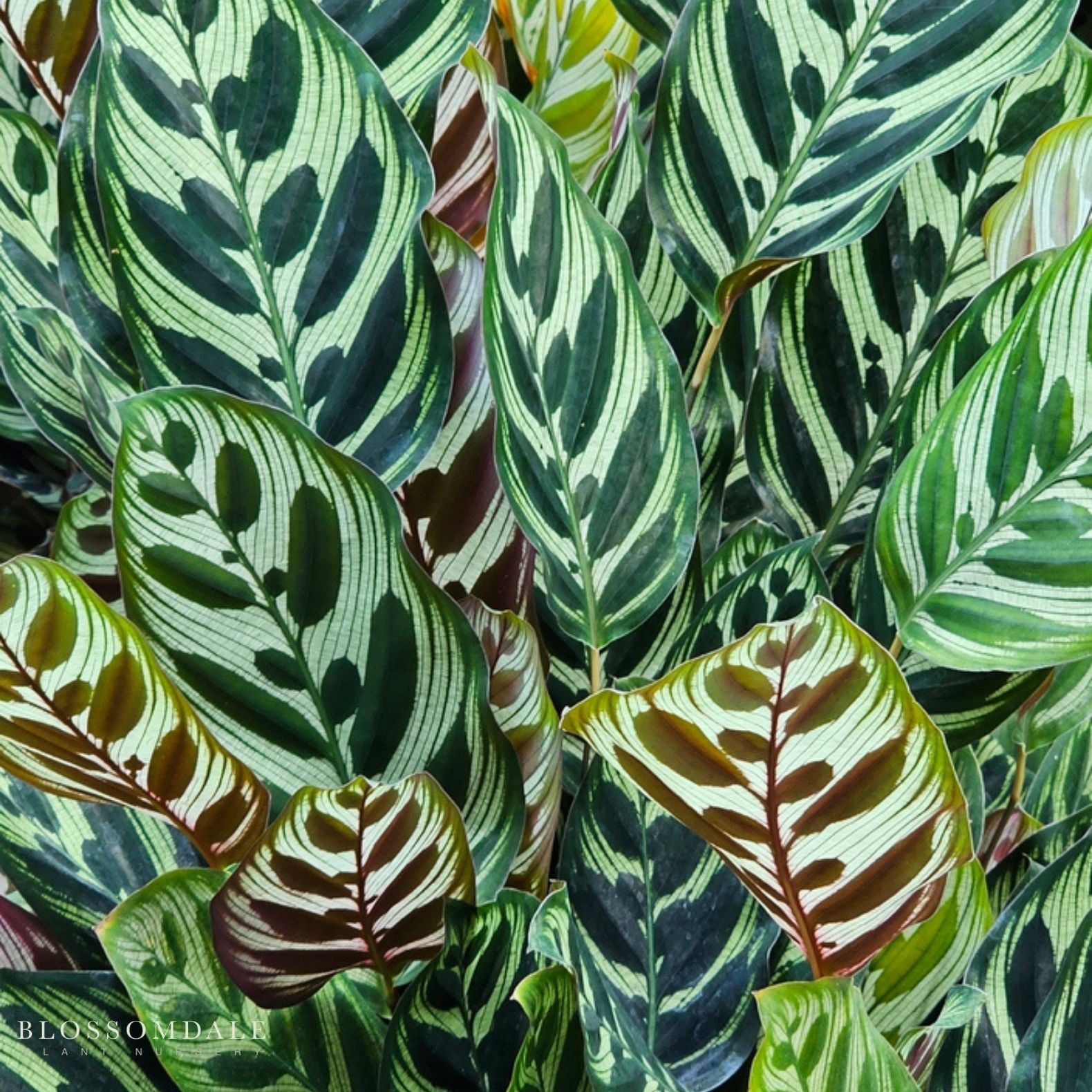 Calathea 'Makoyana'