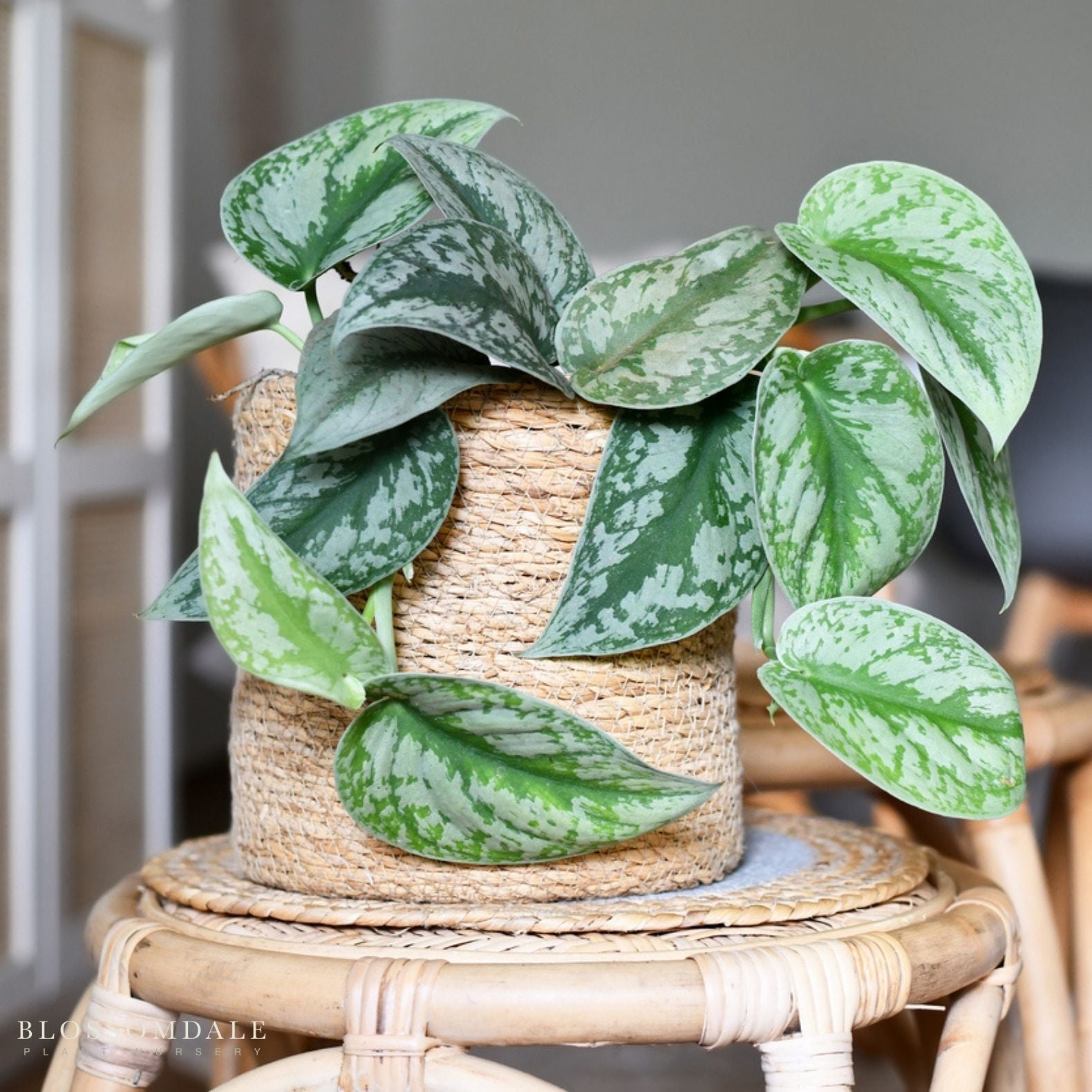 Silver Scindapsis 'Satin Pothos'