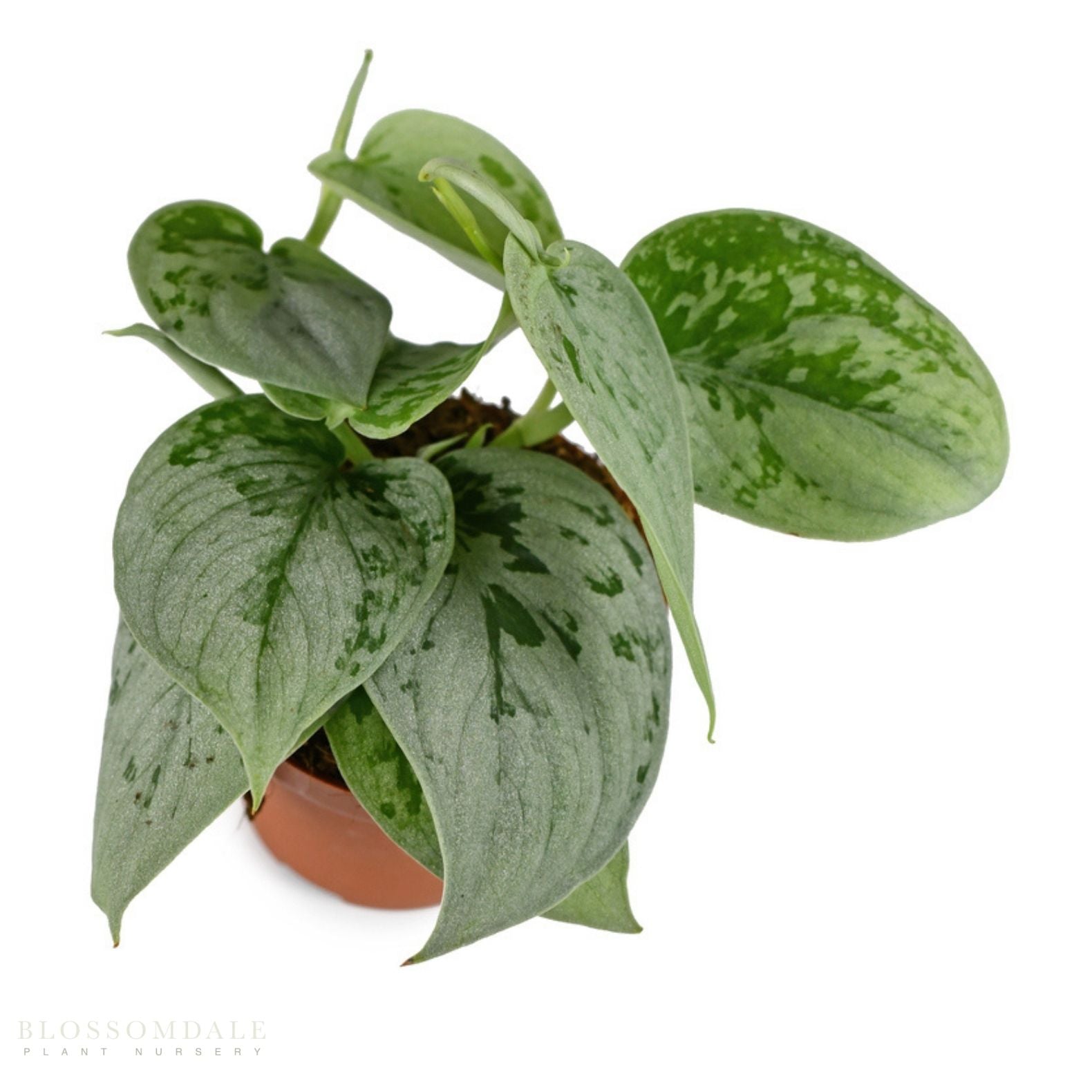 Silver Scindapsis 'Satin Pothos'