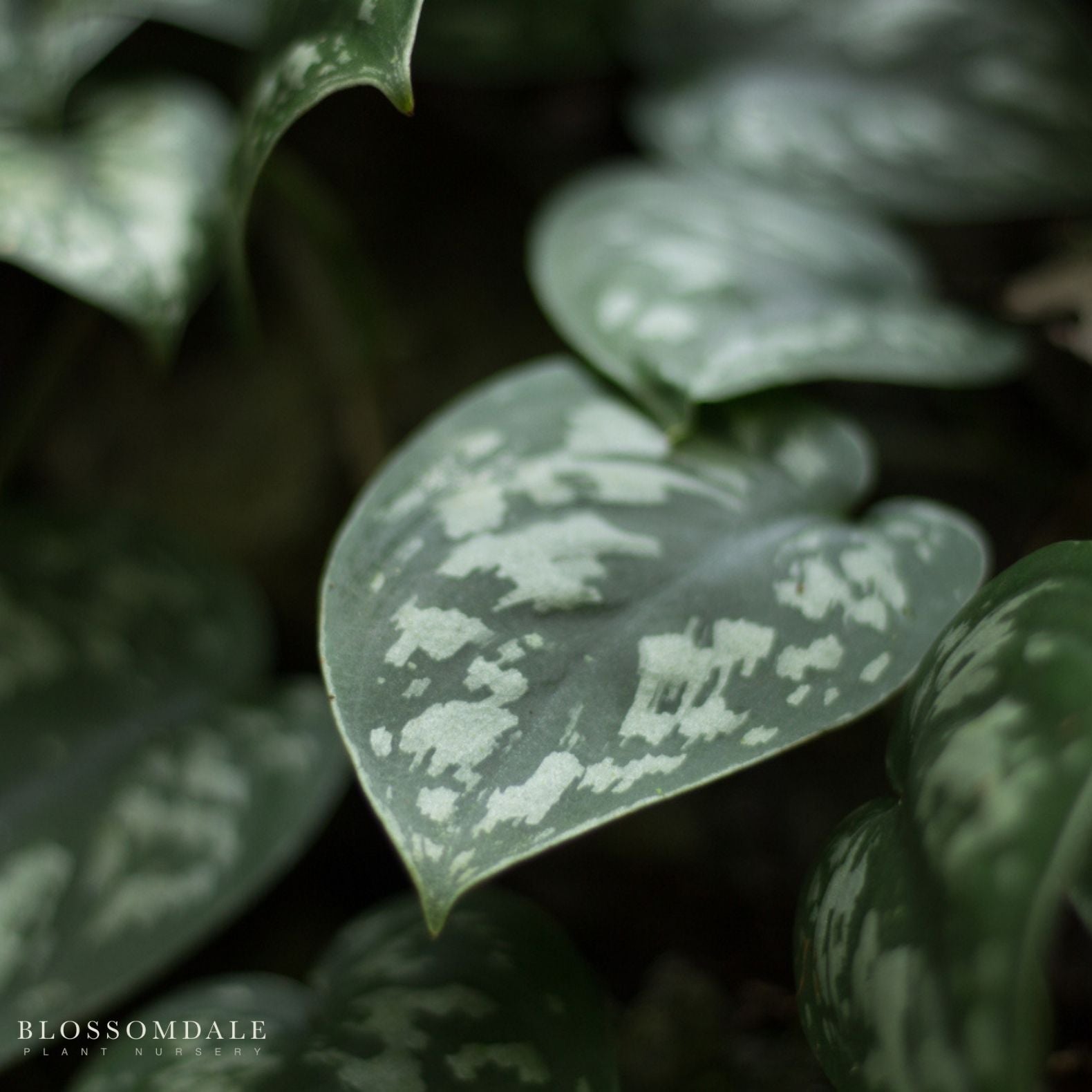 Silver Scindapsis 'Satin Pothos'