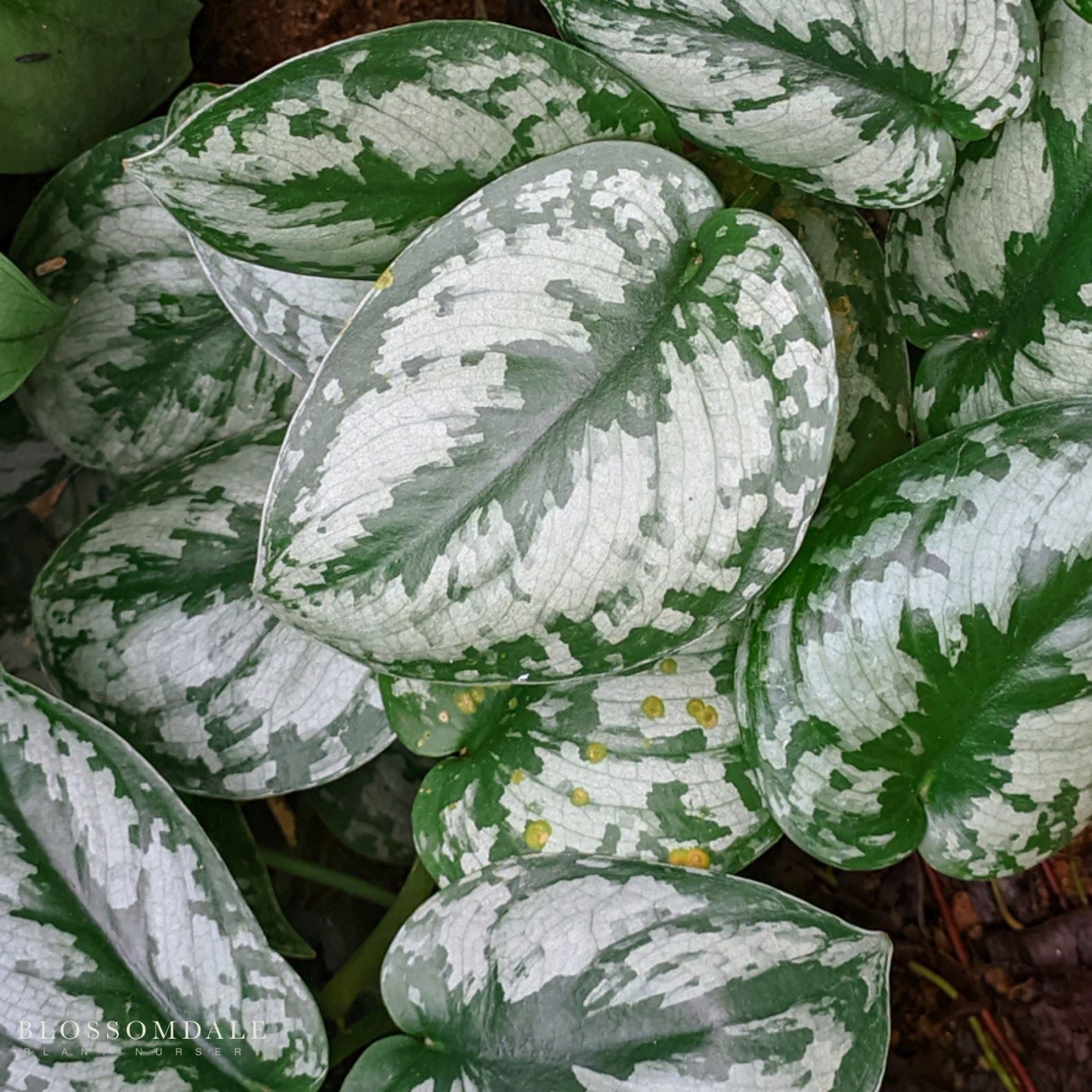 variegated satin pothos Silver Scindapsis 'Satin Pothos' - tropical vine