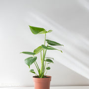 Monstera Ginny
