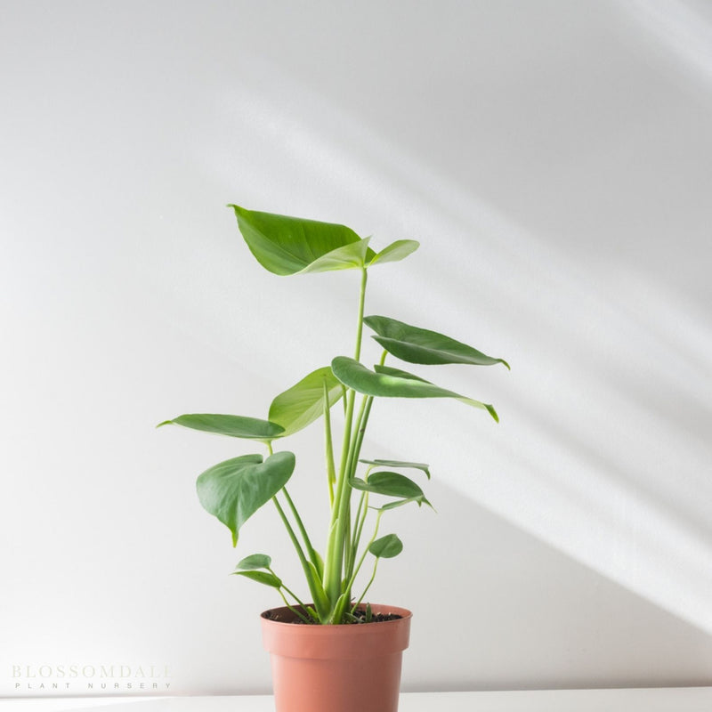 Monstera Ginny