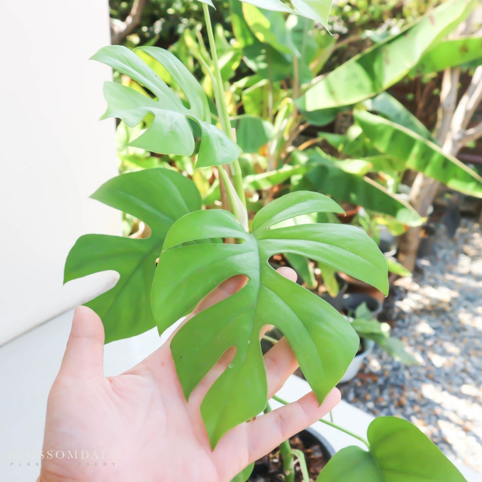 Monstera Ginny