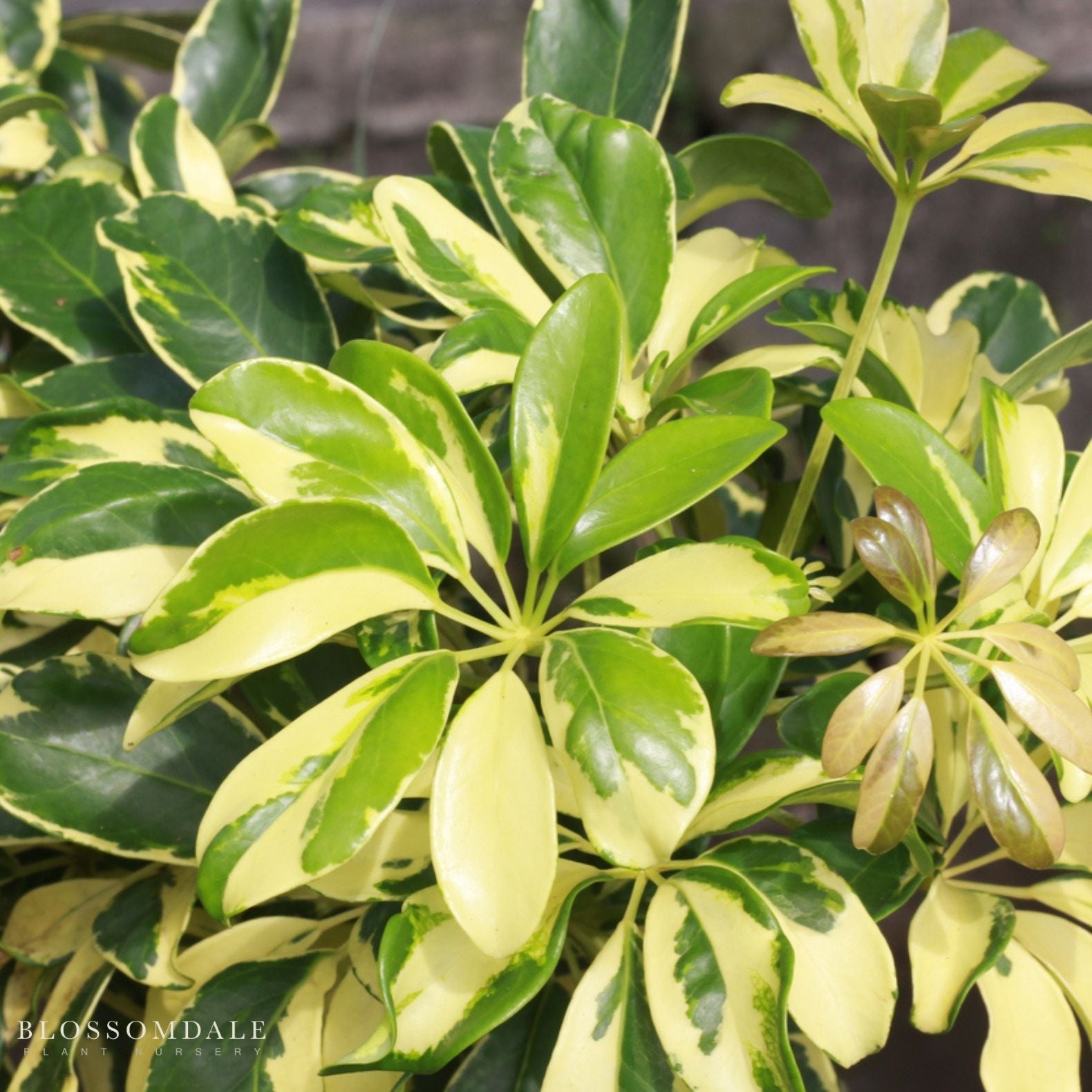Variegated Schefflera 'Umbrella Tree'