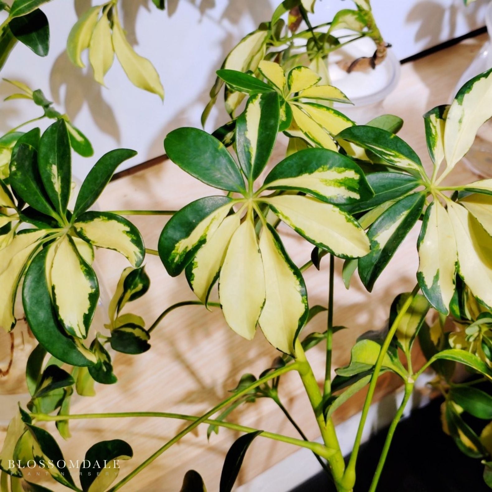 Variegated Schefflera 'Umbrella Tree'