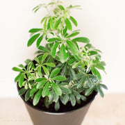 Variegated Schefflera 'Umbrella Tree'