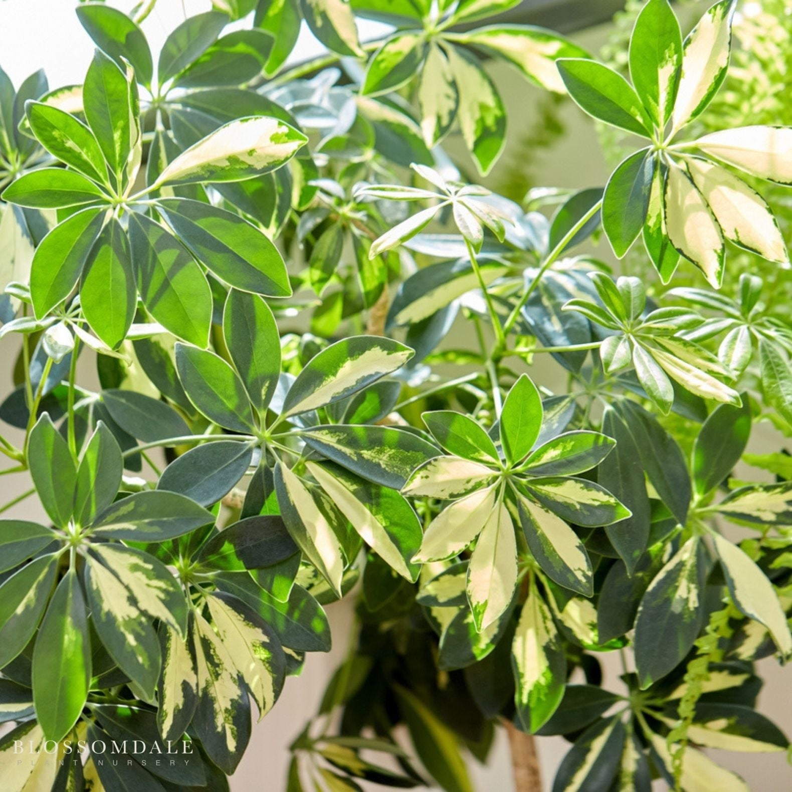 Variegated Schefflera 'Umbrella Tree'