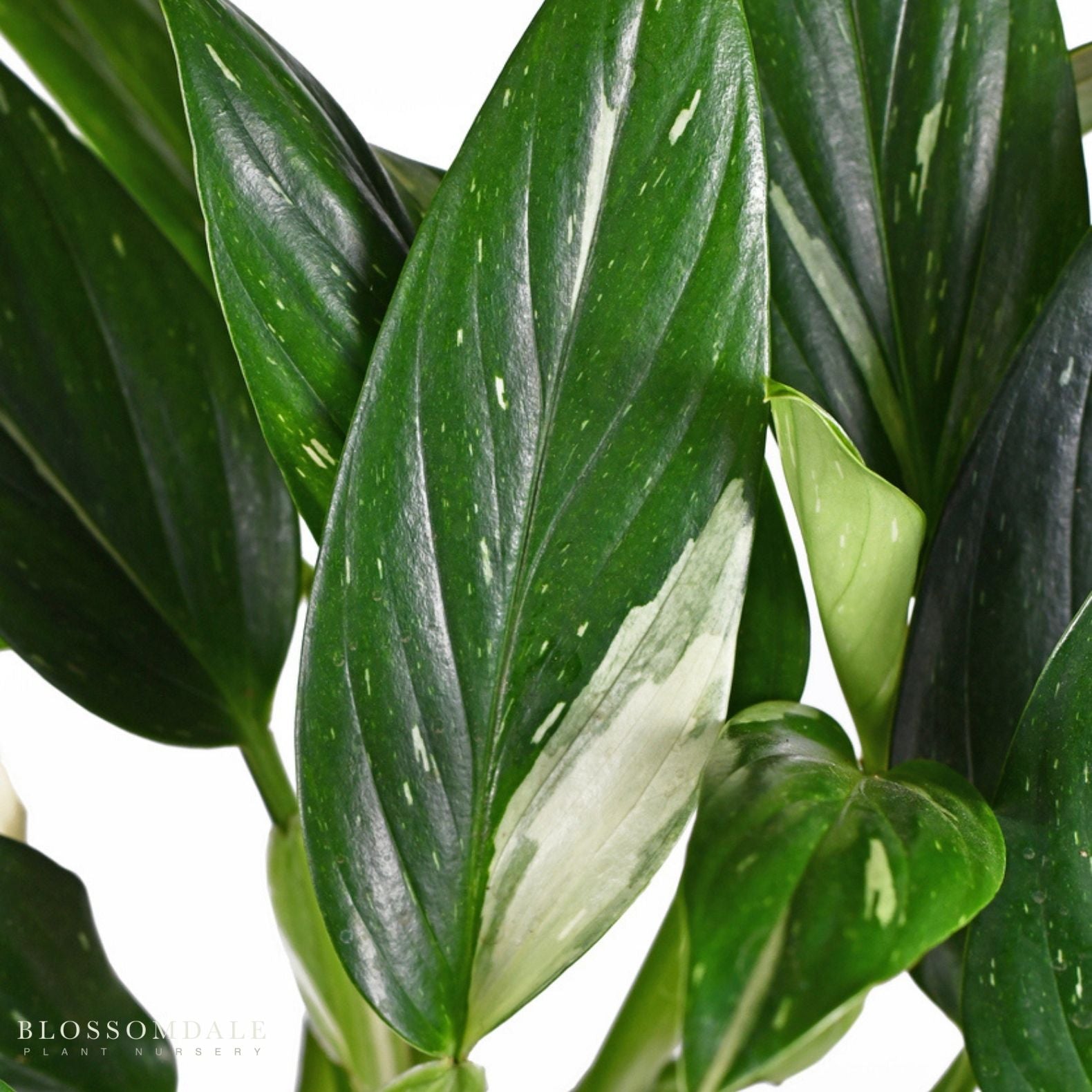 Monstera Standleyana Albo