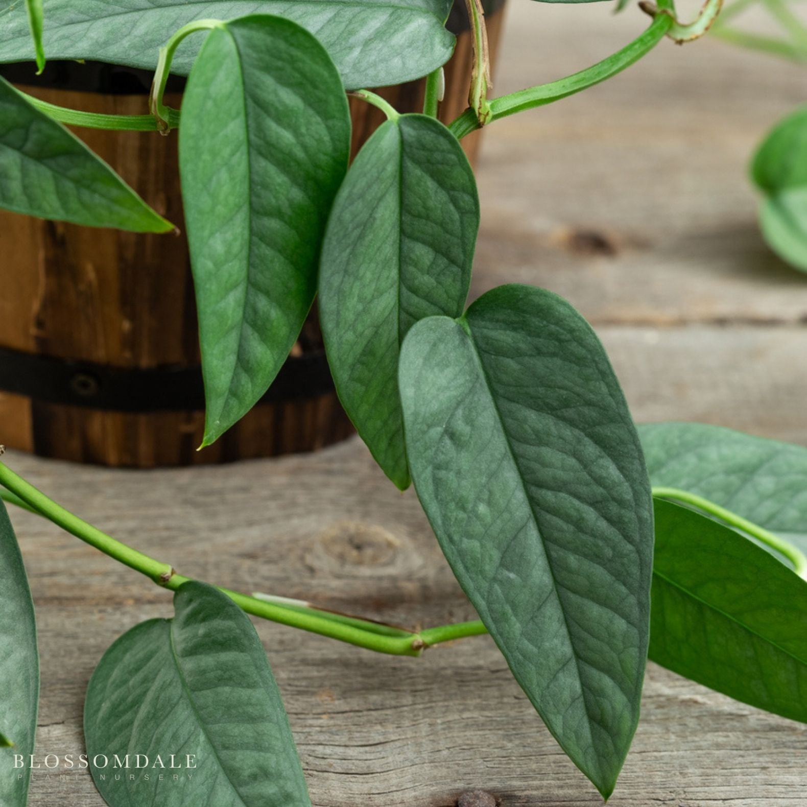 Cebu Blue Pothos
