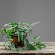 Cebu Blue Pothos